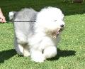 Old English Sheepdog