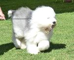 Cães