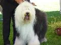 Old English Sheepdog