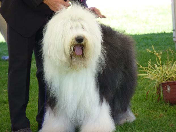 Old English Sheepdog