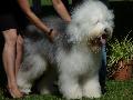 Old English Sheepdog