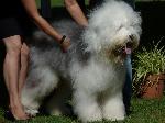 Cães