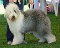 Old English Sheepdog