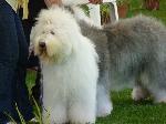 Cães