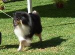 Cães