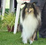 Cães