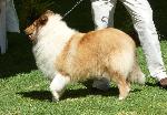Cães