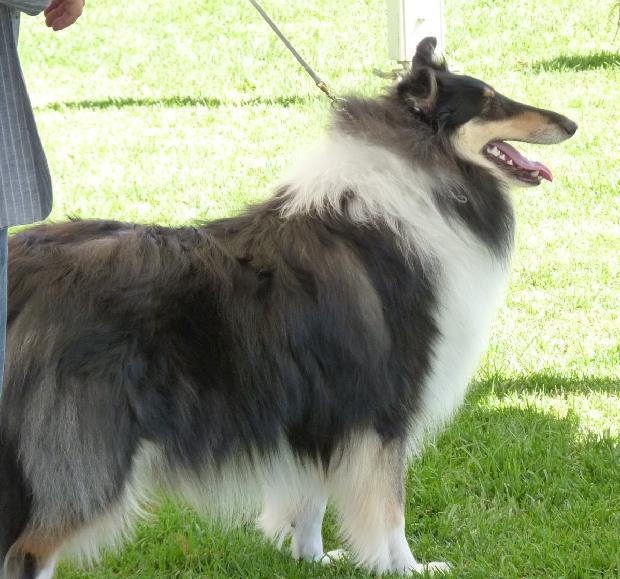Collie de Pêlo Comprido