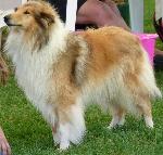 Cães