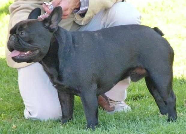 Bouledogue Francês