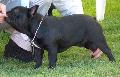Bouledogue Francês