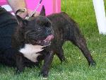 Cães