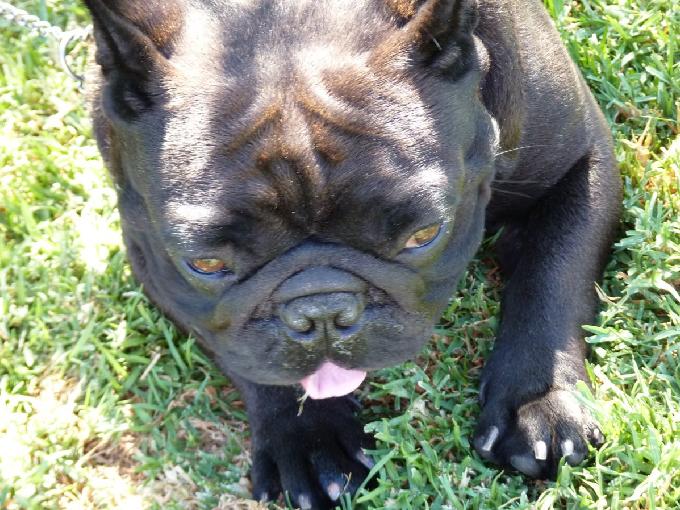 Bouledogue Franc�s