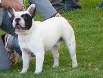 Cães