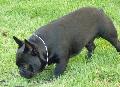 Bouledogue Francês