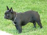 Cães