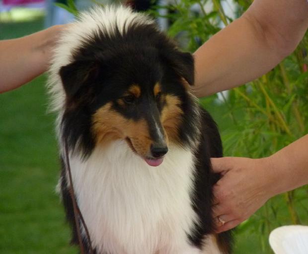 Cão de Pastor das Shetland