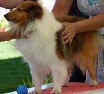 Cães