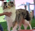 Cão de Pastor das Shetland
