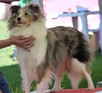 Cães