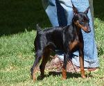 Cães