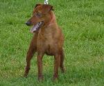 Cães