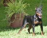 Cães