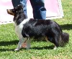Cães