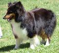 Cão de Pastor das Shetland