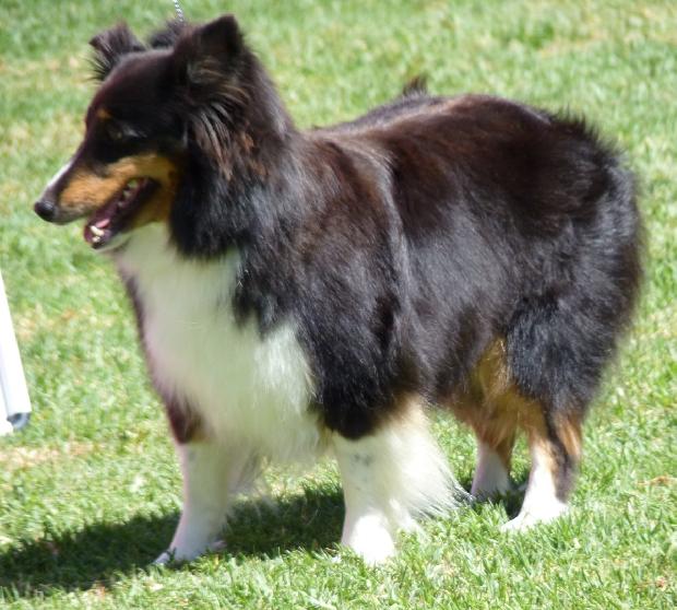 Cão de Pastor das Shetland