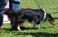 Cão de Pastor das Shetland