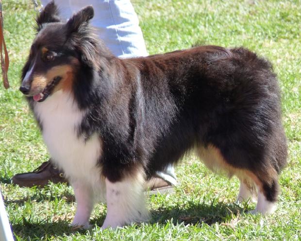 Cão de Pastor das Shetland
