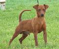 Pinscher Miniatura
