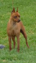 Pinscher Miniatura