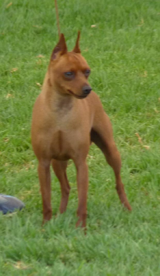 Pinscher Miniatura