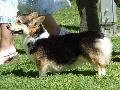 Welsh Corgi Pembroke