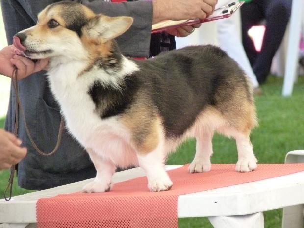 Welsh Corgi Pembroke