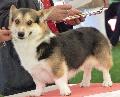 Welsh Corgi Pembroke