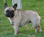 Cães