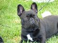 Bouledogue Francês