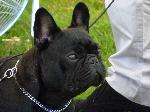 Cães