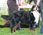 Cães