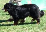 Cães