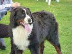 Cães