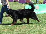 Cães