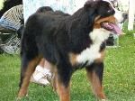 Cães