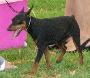 Pinscher Miniatura