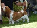 Basset Hound