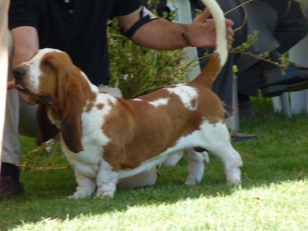 Basset Hound