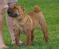 Shar Pei